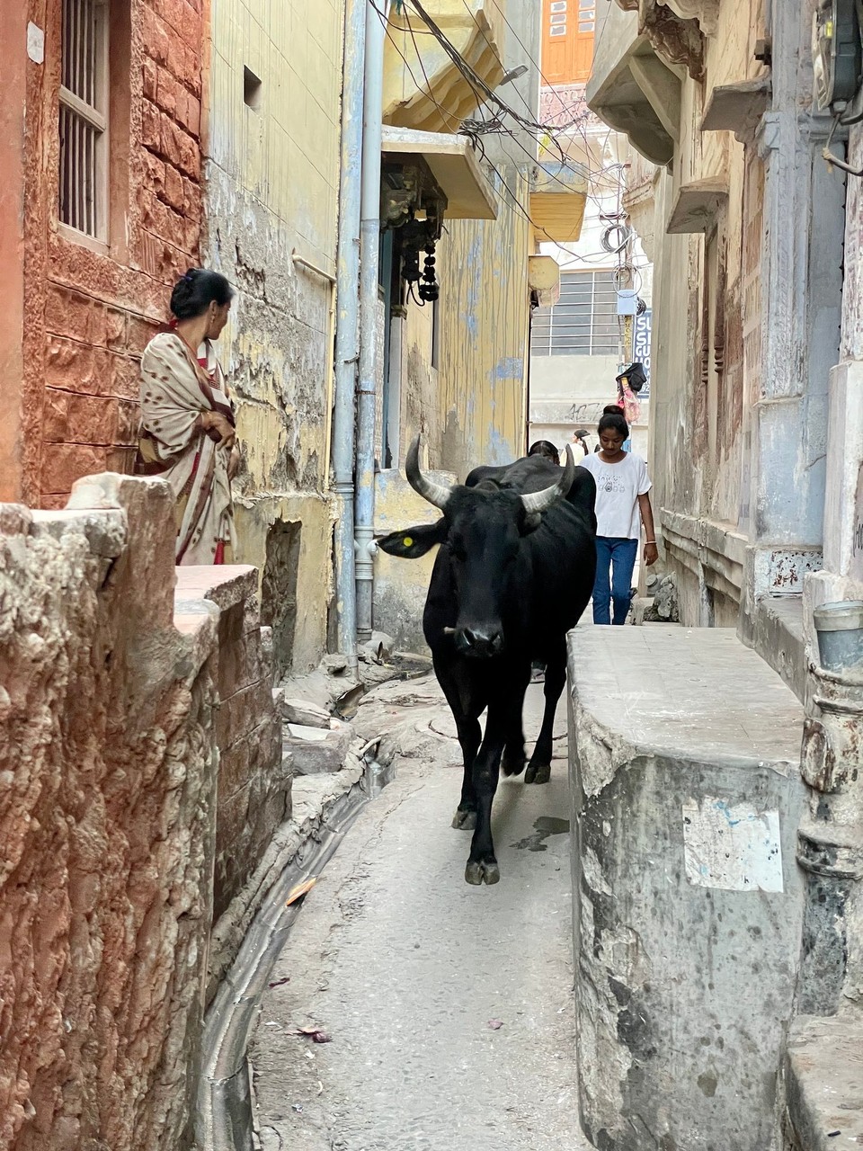 Indien - Jodhpur - 