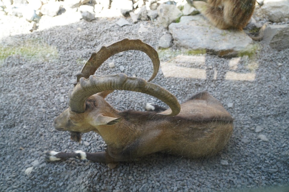Schweiz - Zürich - Der nubische Steinbock, Vorkommen entlang des Roten Meeres Ägypten, Sudan, Jemen, Oman