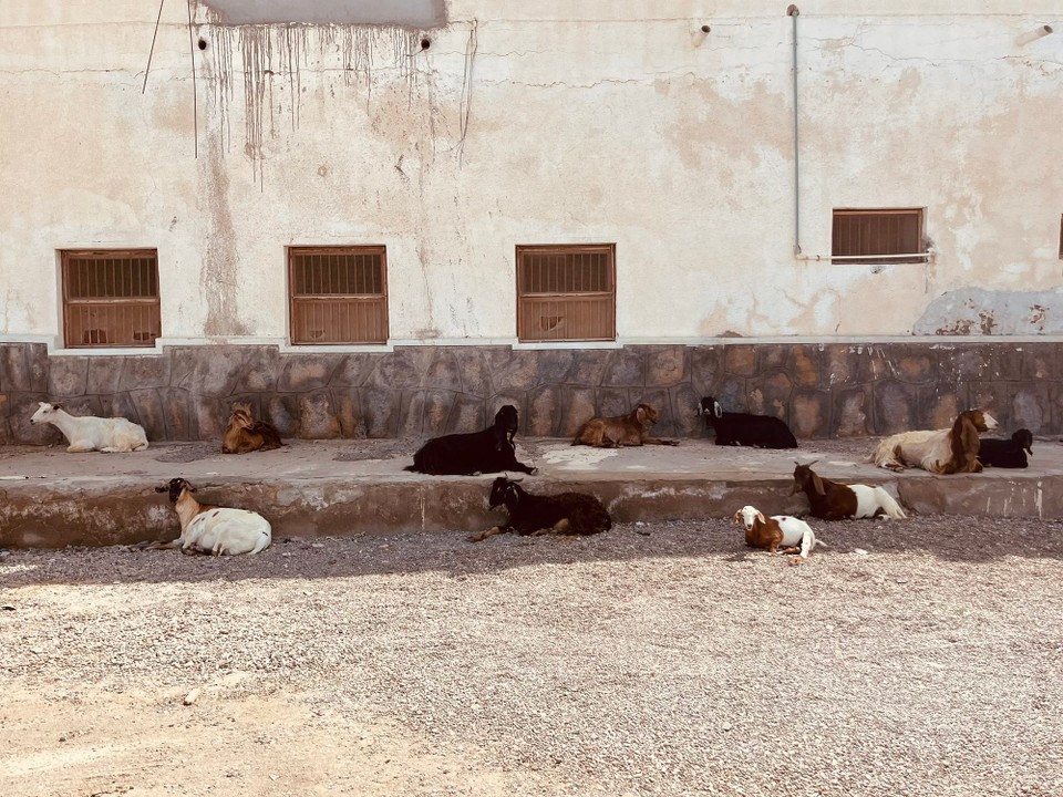 Oman -  - 