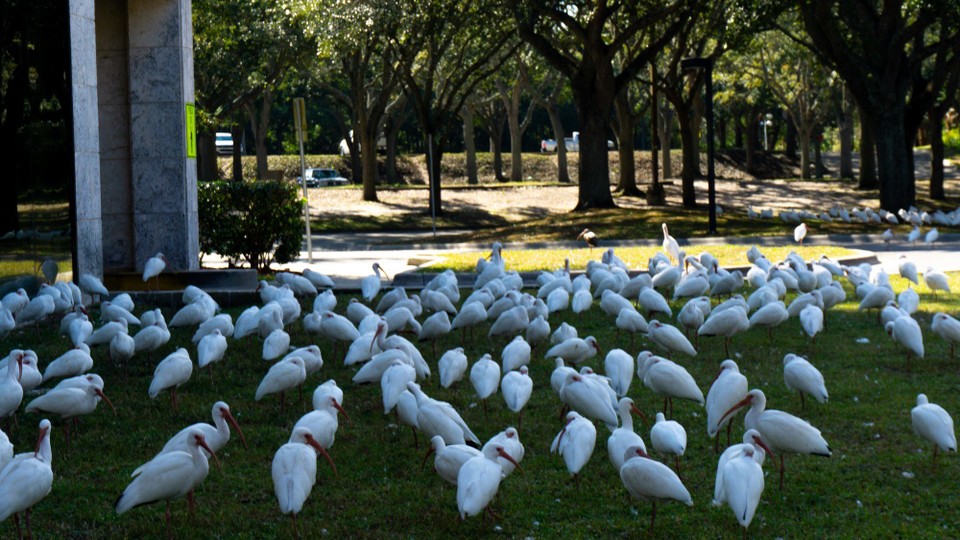 USA - Daytona Beach - Waren wohl bislang noch nicht genug Vögel