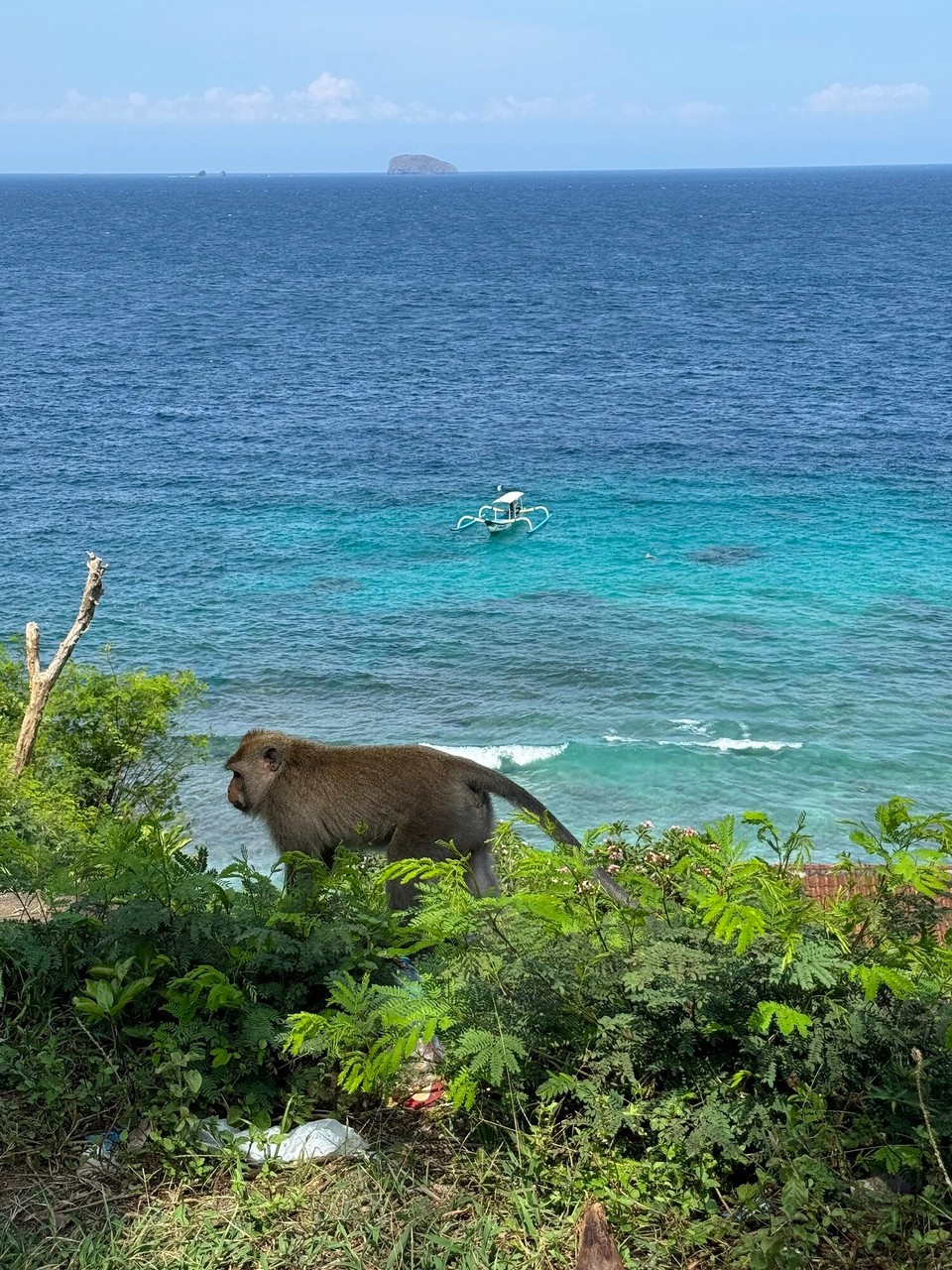 Indonesien - Karangasem - Widr a Narraschwein - zur rechta Zit am rechta Ort beobachtemer a Affafamilia.