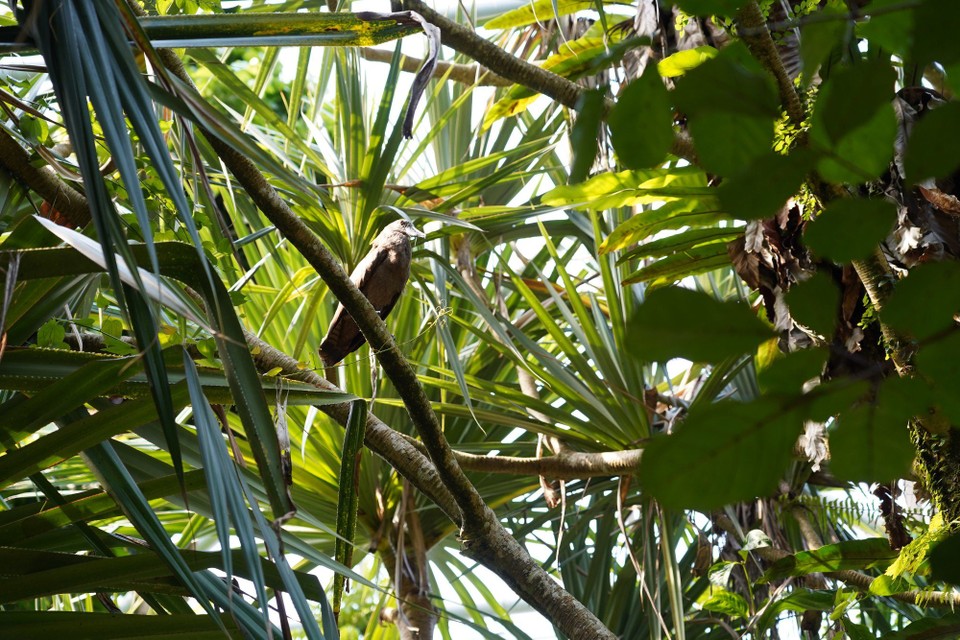 Schweiz - Zürich - Als erstes begrüsst uns ein Hammerkopf