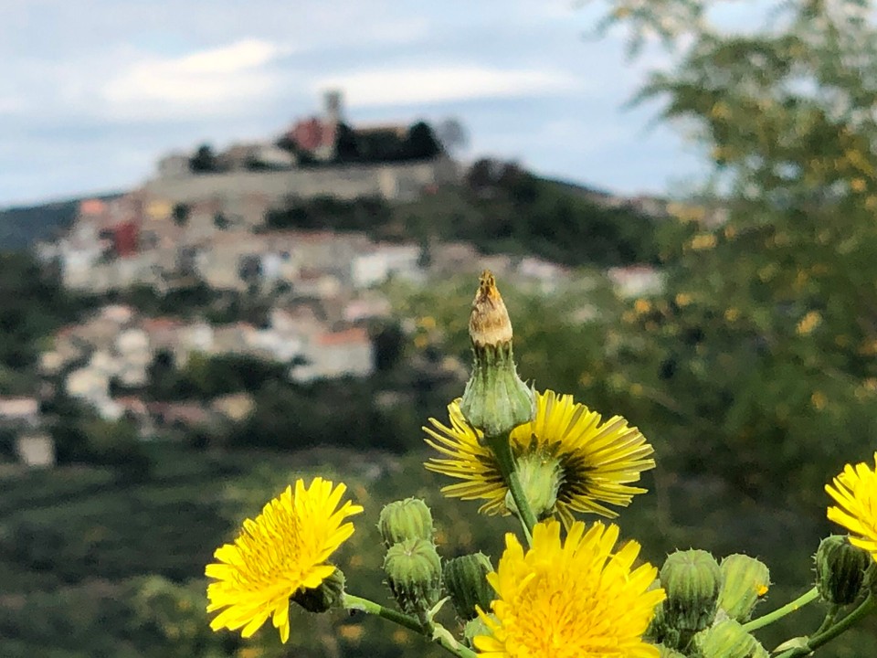 Kroatien - Motovun - Motovun 