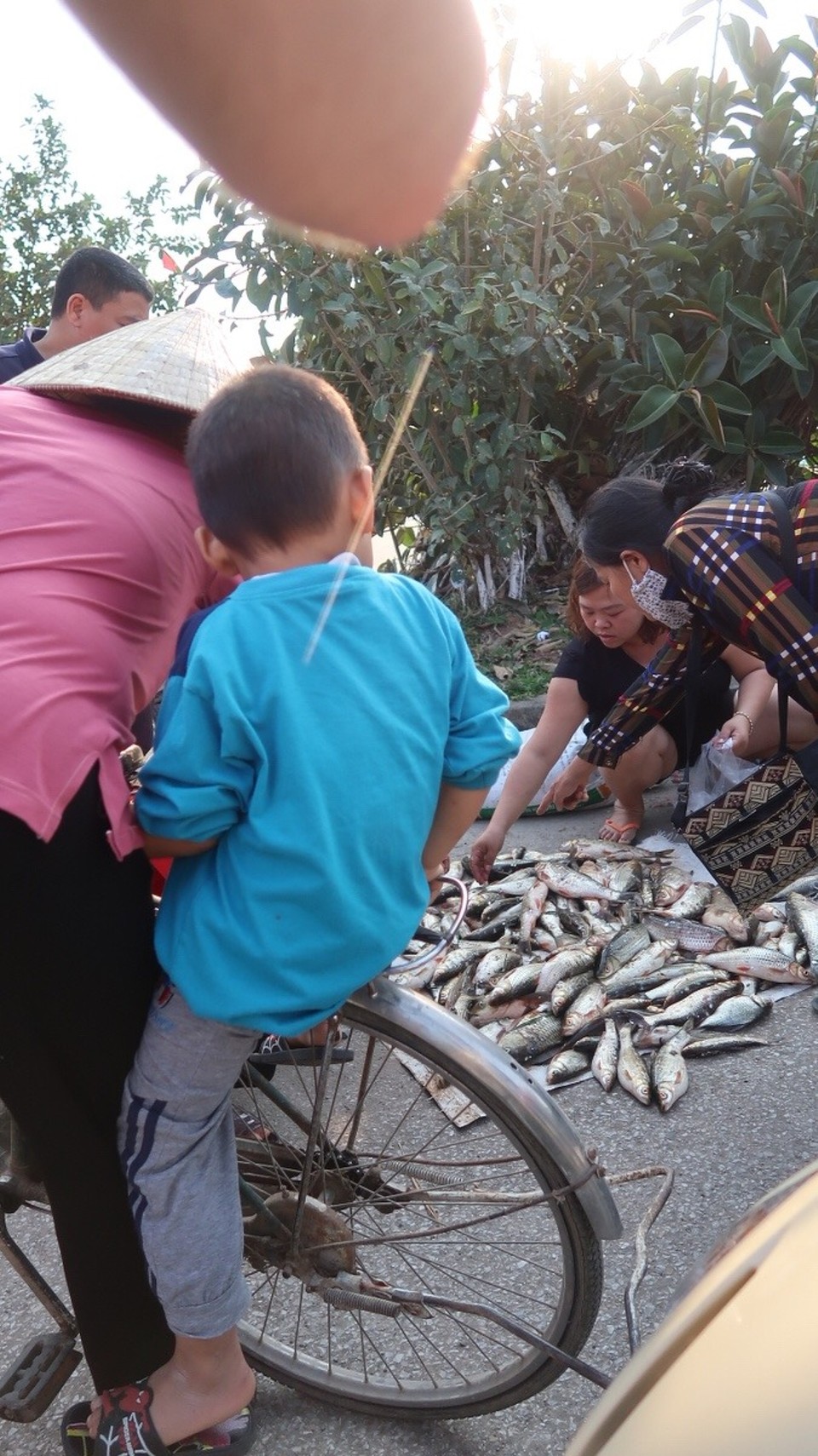 Vietnam - Ninh Bình - Der Fang des Tages wird direkt auf Markt verkauft. Die Fische zappeln noch... ein besseres Zeichen für Frische gibt es hier nicht...