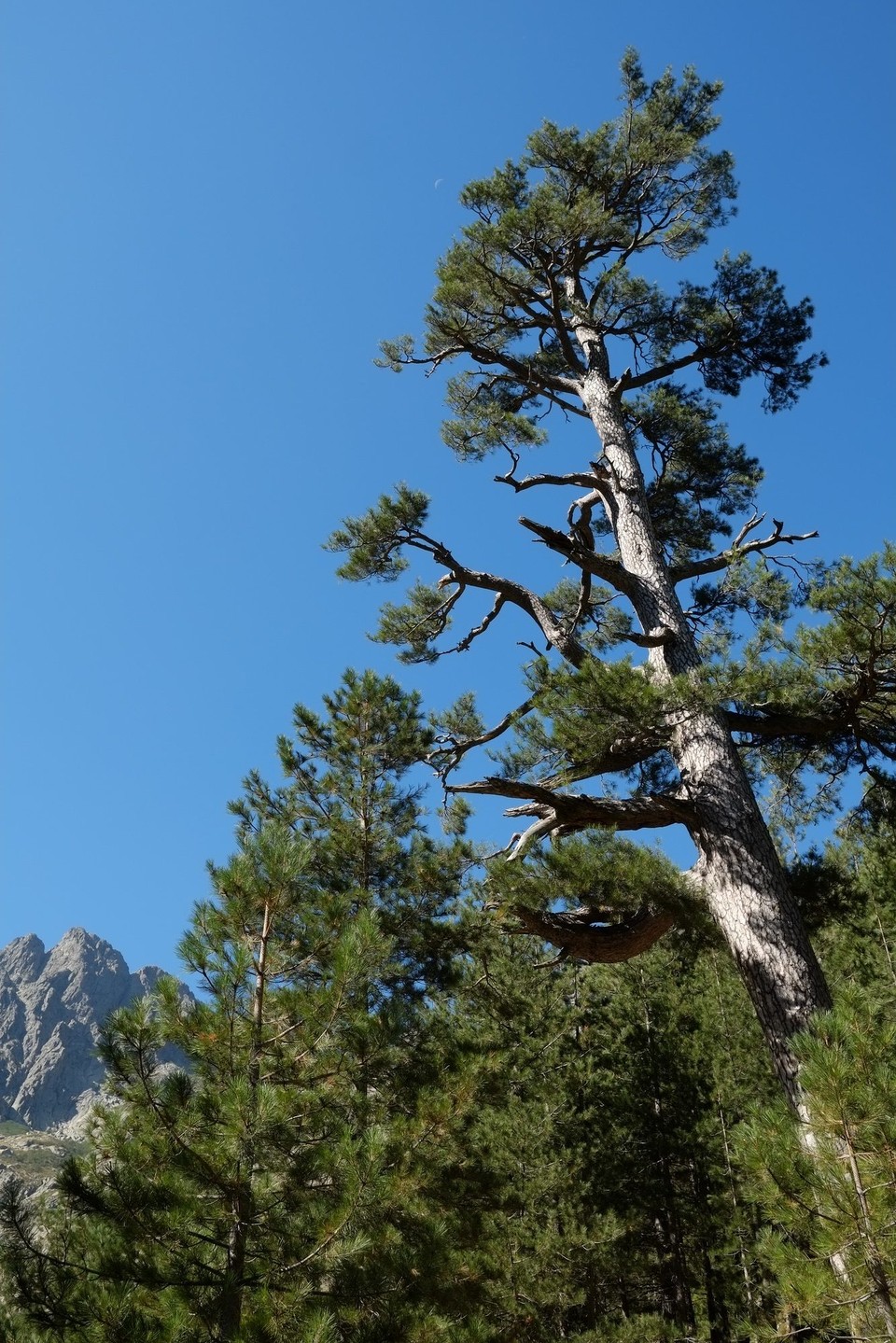 Frankreich - Corte - Eine sehr alte Korsische Schwarzkiefer (Lariccio Kiefer)