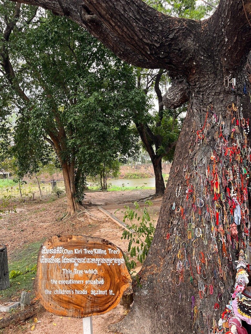 Cambodia - Phnom Penh - This tree was known as the killing tree - where babies heads were smashed against it before throwing them into graves, so harrowing - when the tree was found after the civil war, there was hair, blood and bones found in the trunk from the brutality of the killings 