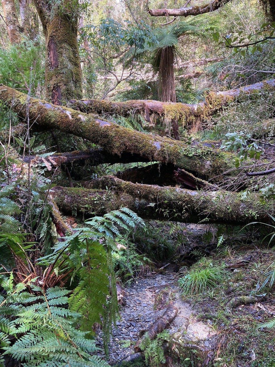 Neuseeland - Whataroa - Das ist noch eines der leichteren Hindernisse 🙈 der Weg ist noch erkennbar und mit Rucksack abschnallen und drunter kriechen recht einfach zu meistern…