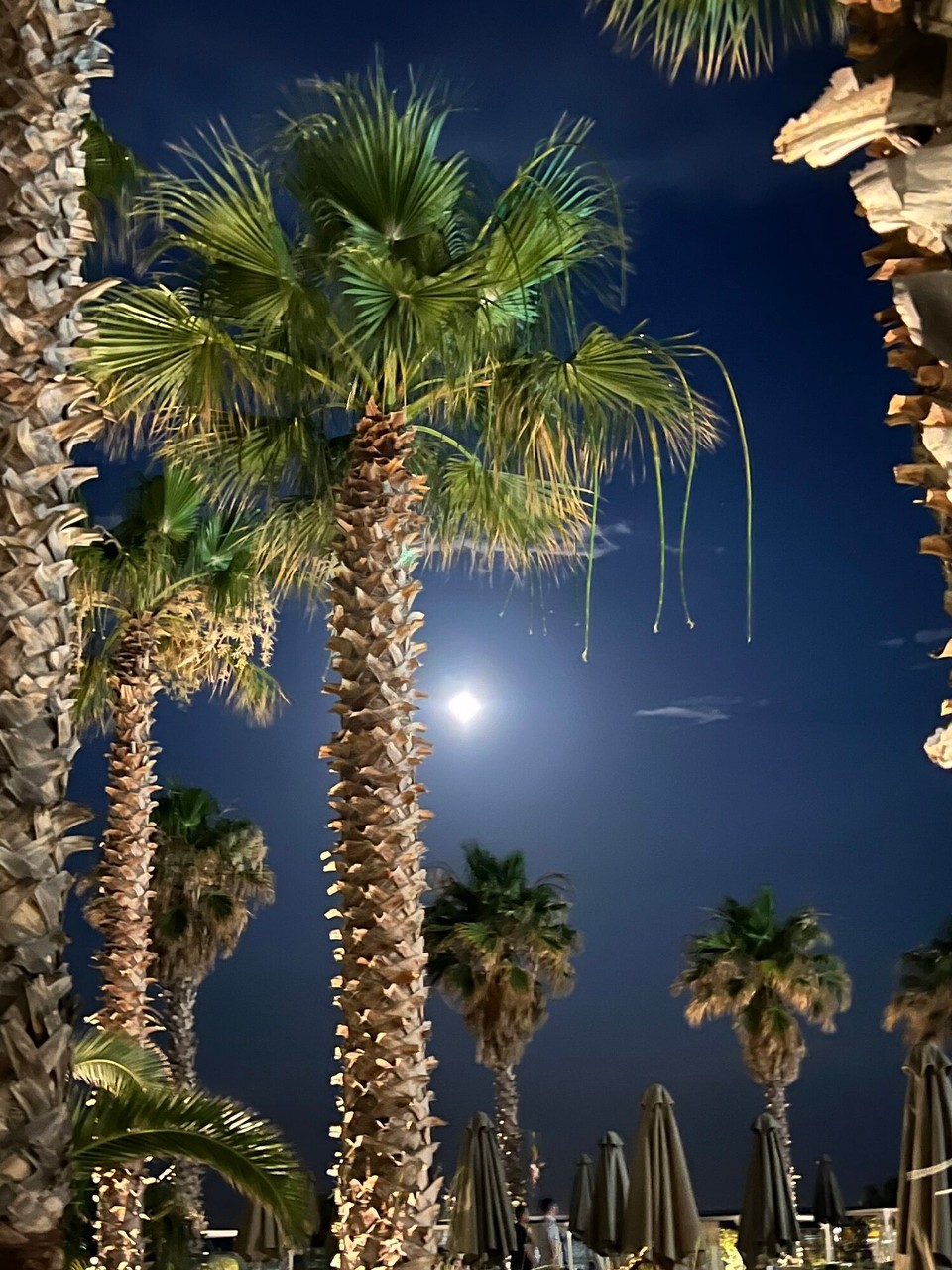 Griechenland - Koskinou - Und schon ist es dunkel. Der Mond zwischen den Palmen.