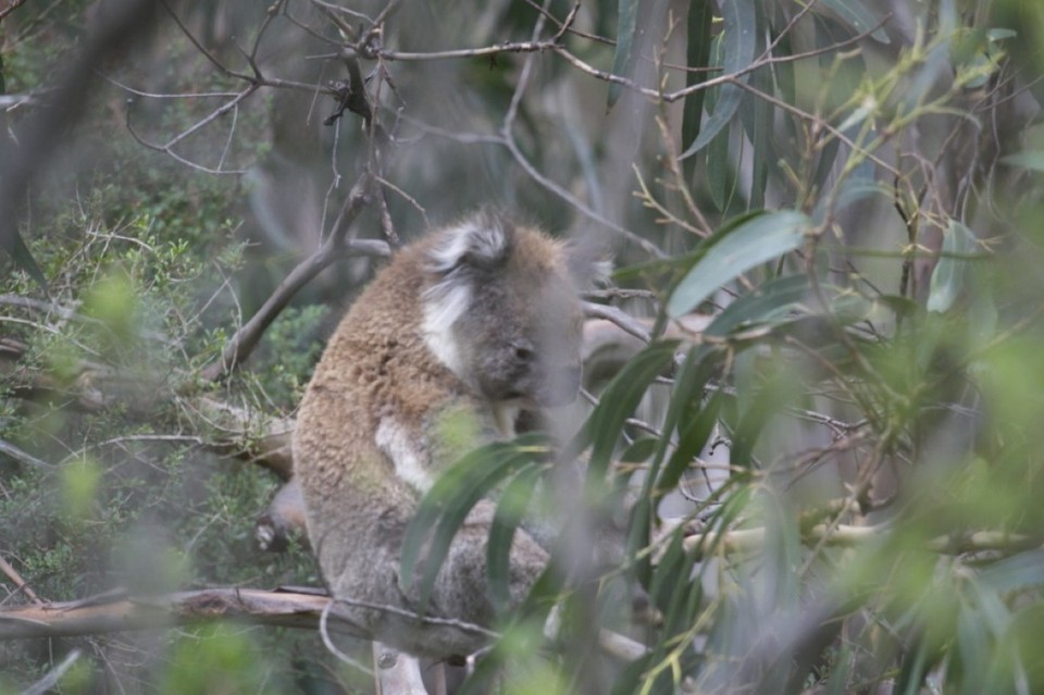 Australien - Apollo Bay - 