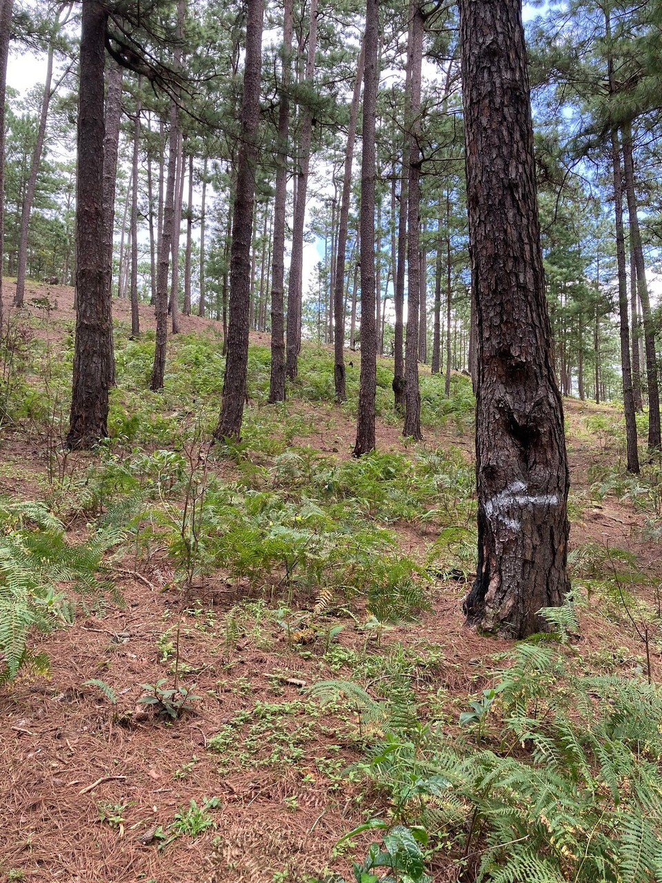 Vietnam - Lac Duong - 