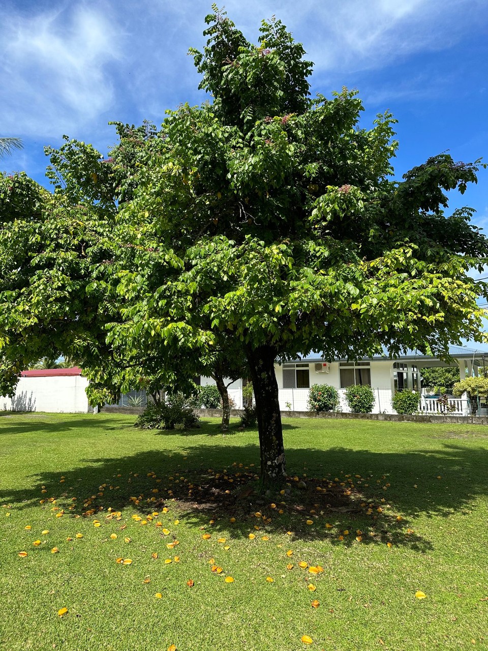 Französisch-Polynesien - Papeete - mit Ernten von Carambole