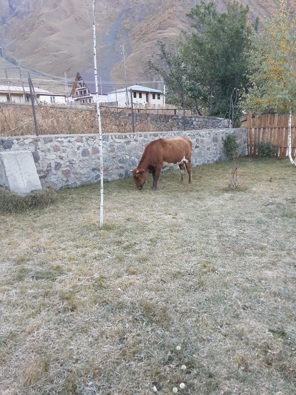 Georgien - Stepanzminda - 