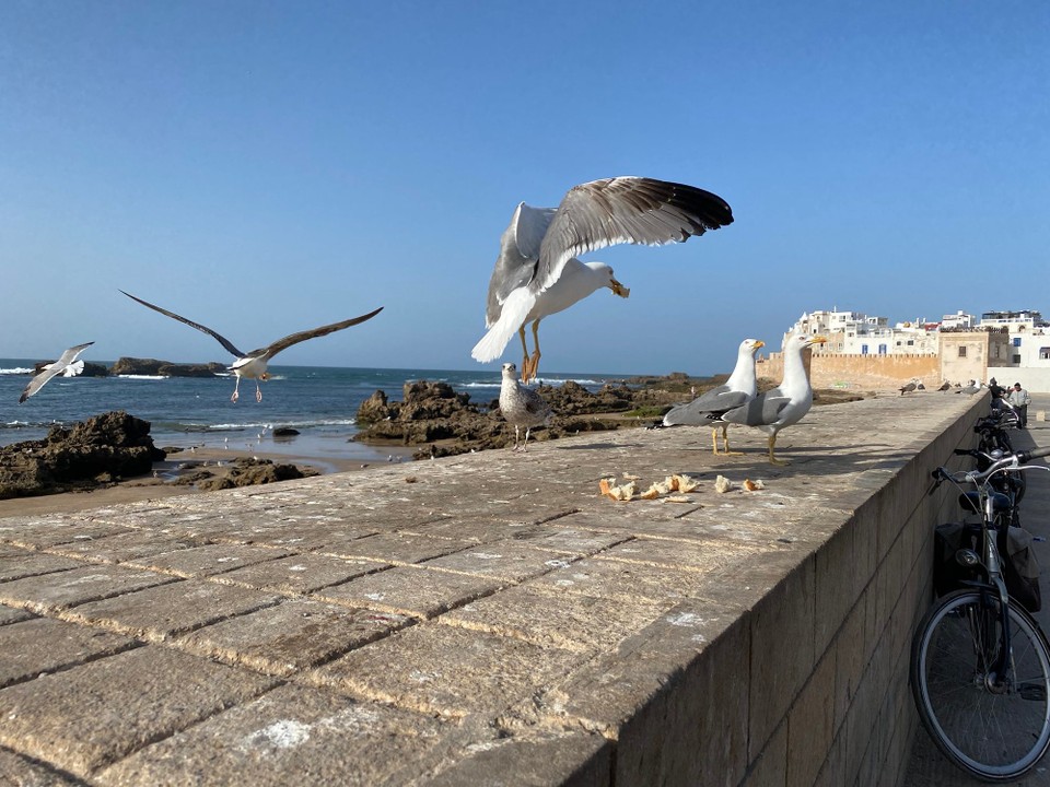 Marokko - Essaouira - Endlich am Meer ☺️