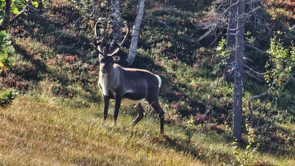 Norwegen - Skaland - Nette Begegnung 