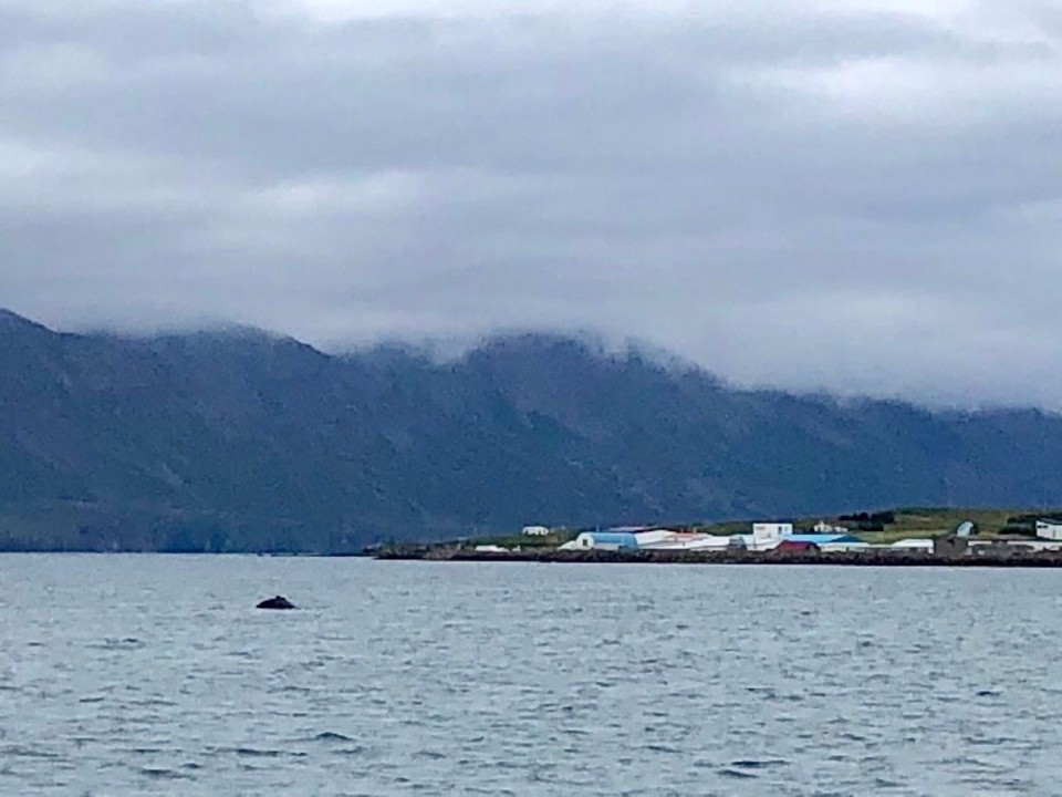 Island -  - Er schwimmt zwischen der Insel und dem Festland rum und überrascht den Steuermann immer wieder mit lustigen Richtungswechseln...