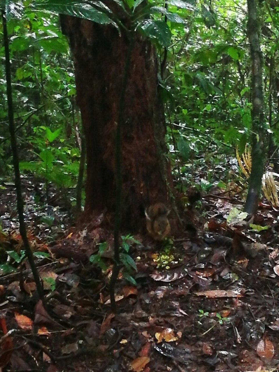 Costa Rica -  - 