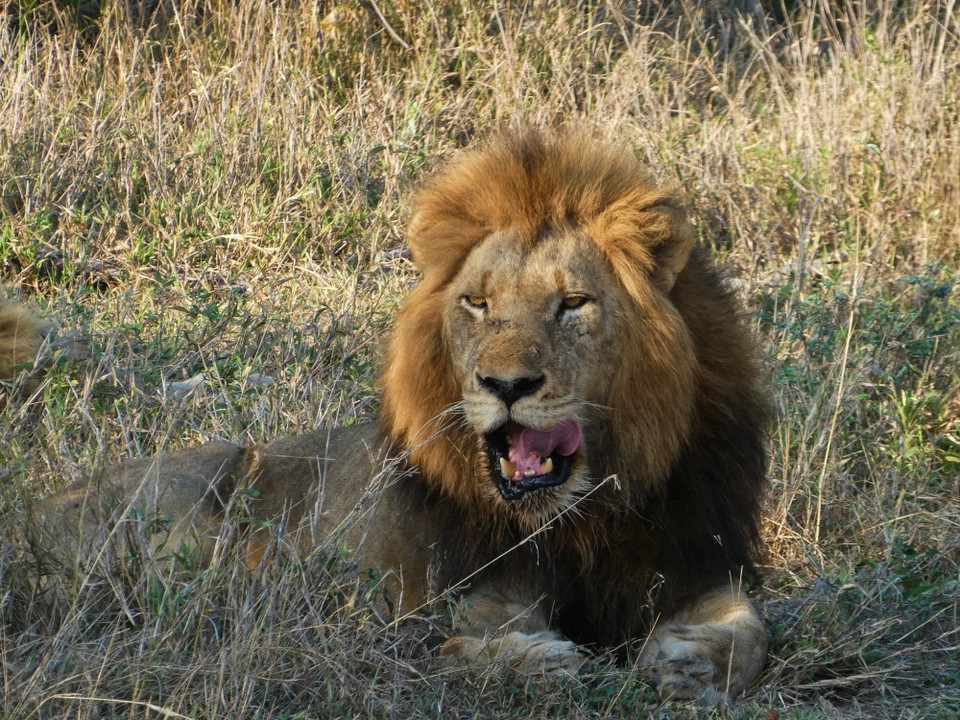 Südafrika - Kruger-Nationalpark - 