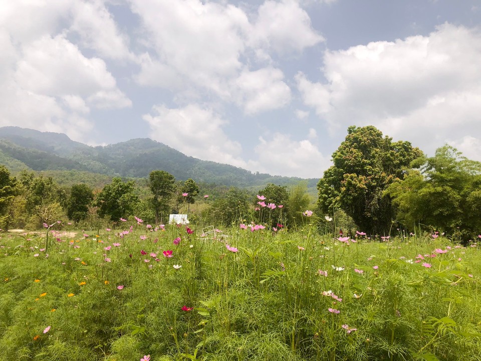 Thailand - Mae Rim - 