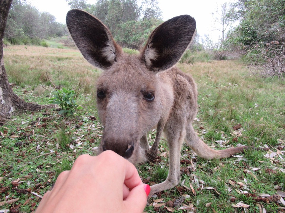 Australien - South Durras - Stups