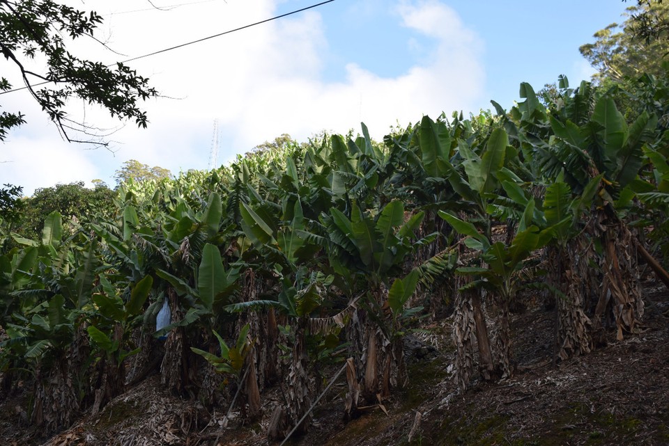 Australien - Coffs Harbour City - Bananenplantage in Coffs Harbour