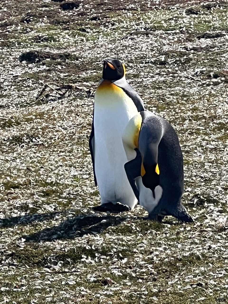 Falkland Islands (Islas Malvinas) - unbekannt - King penguins