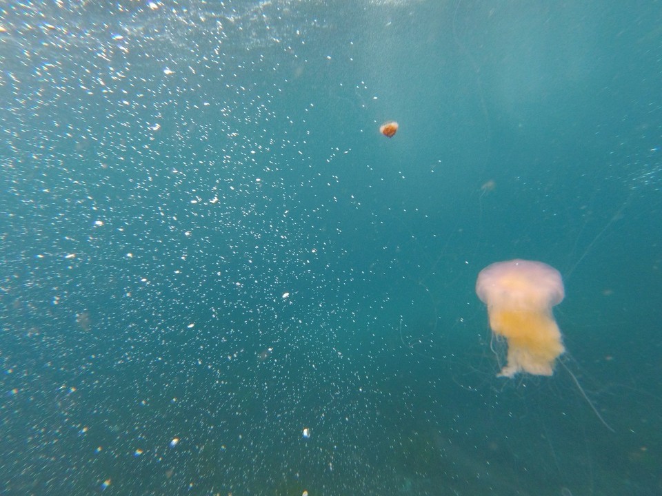 Australia - Montague Island - 