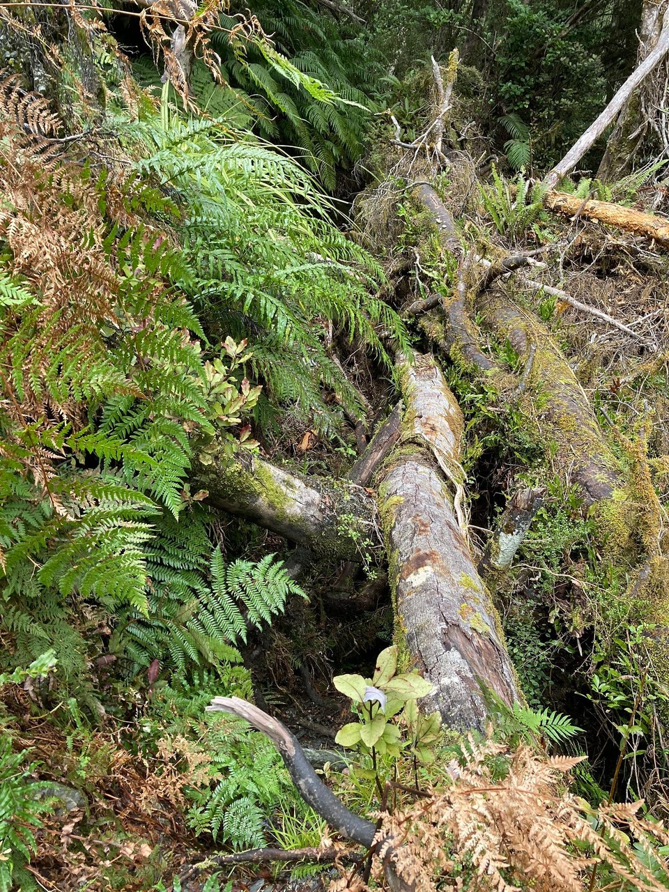 Neuseeland - Whataroa - Obwohl es geht noch schlimmer 🙈 drüber, drunter, drum herum? Wie denn nun… 🤔 da verliert man Zeit 😕