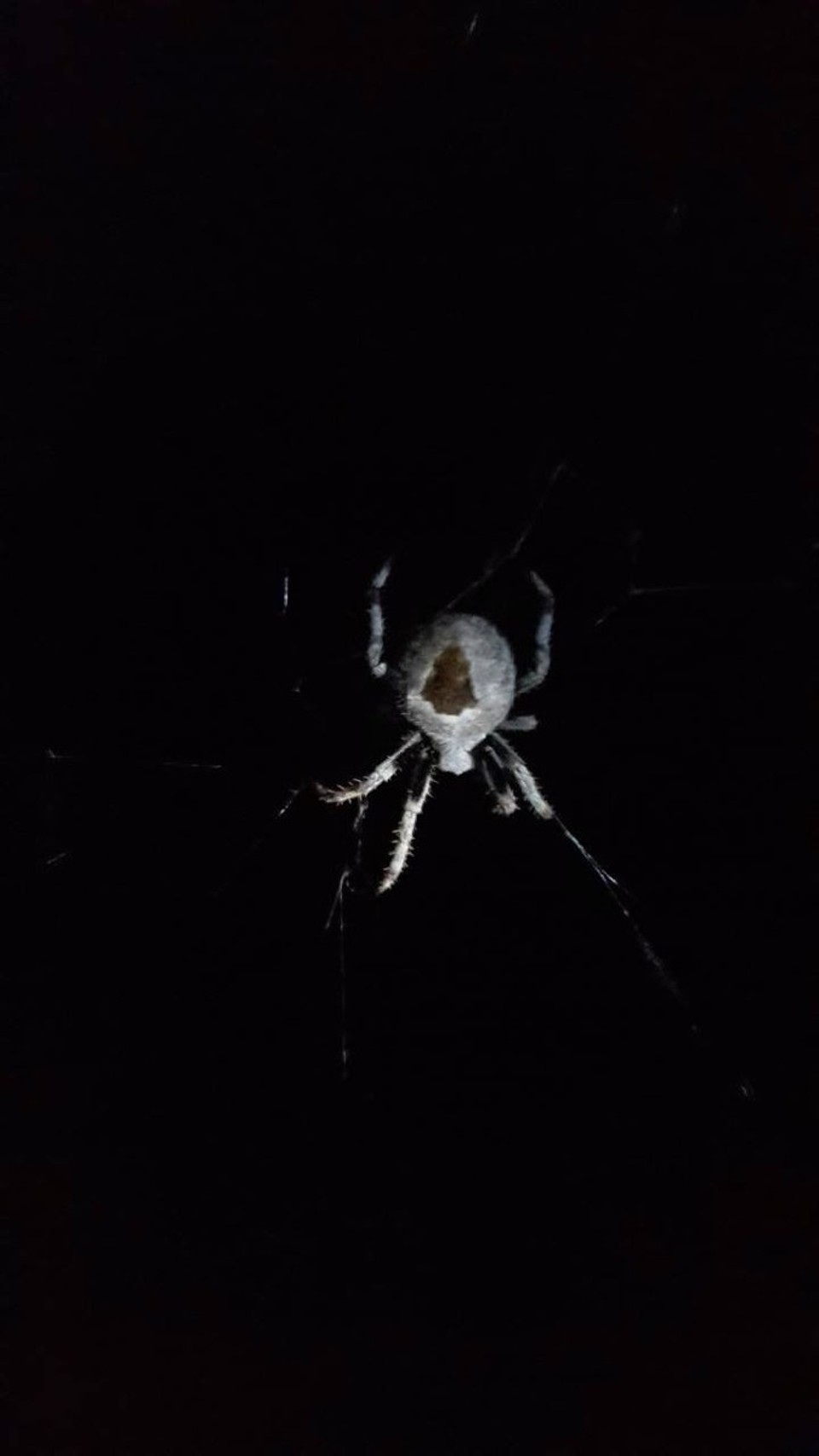 Australia - Taylorville - A spidey.