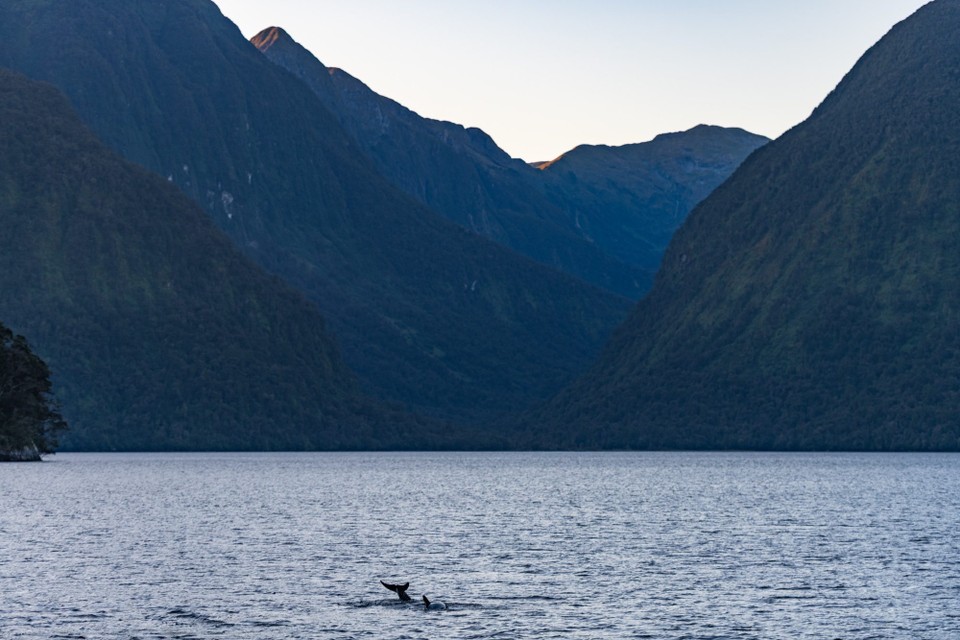Neuseeland -  - 