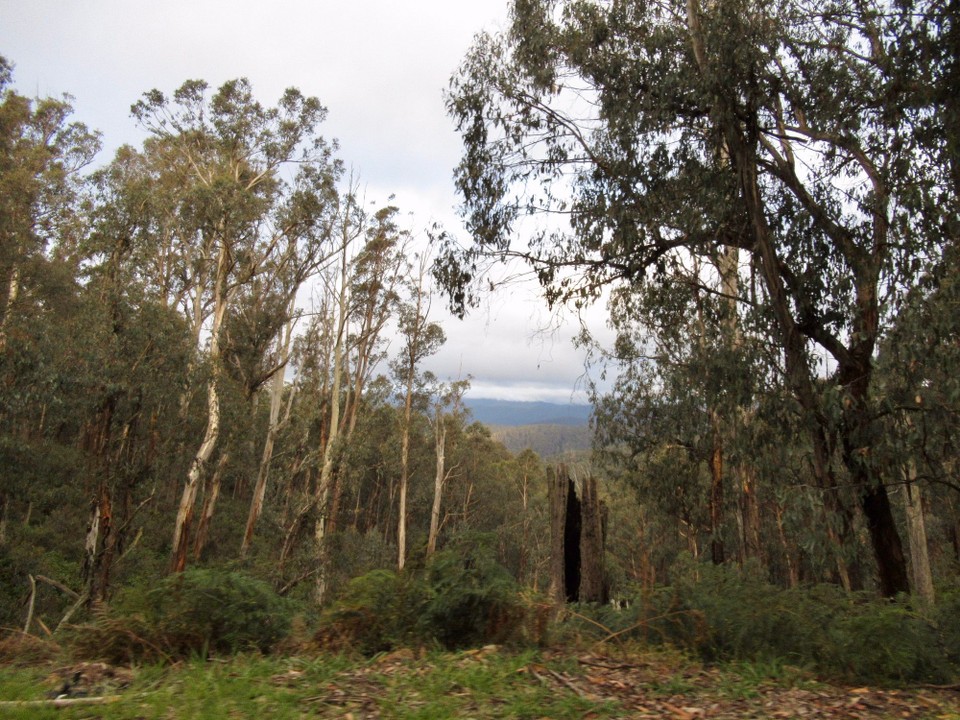 Australien - Lakes Entrance - Eukalyptus-bewaldete Hügel soweit das Auge reicht 