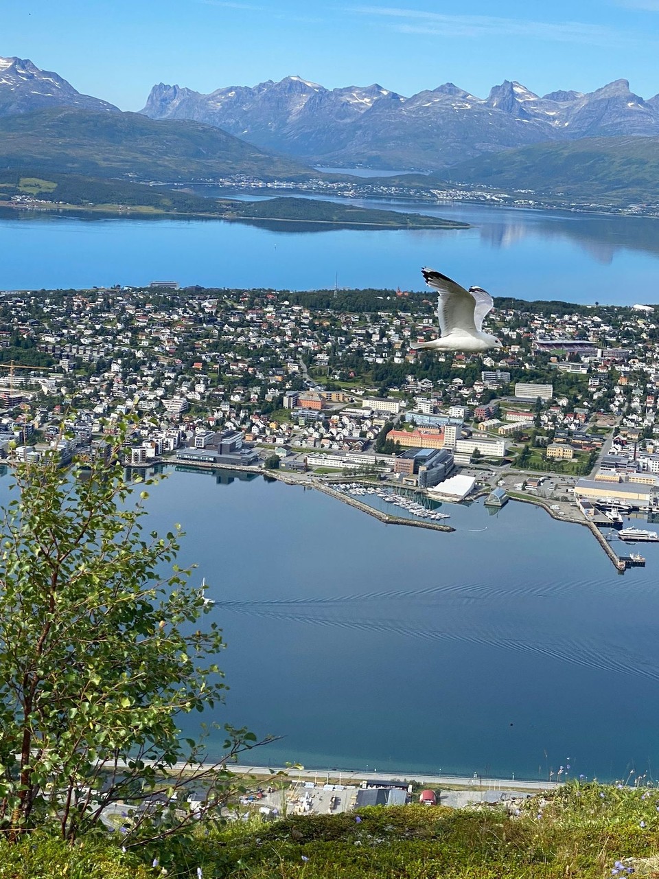 Norwegen - Tromsø - Bitte genau hinsehen. Ein tolles Foto von Heinz
