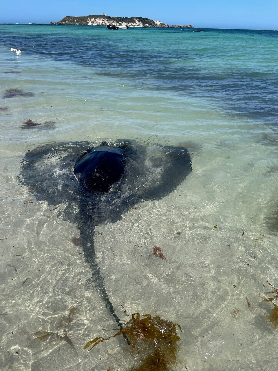 Australien - Hamelin Bay - Heute waren wir an der Hamelin Bay.