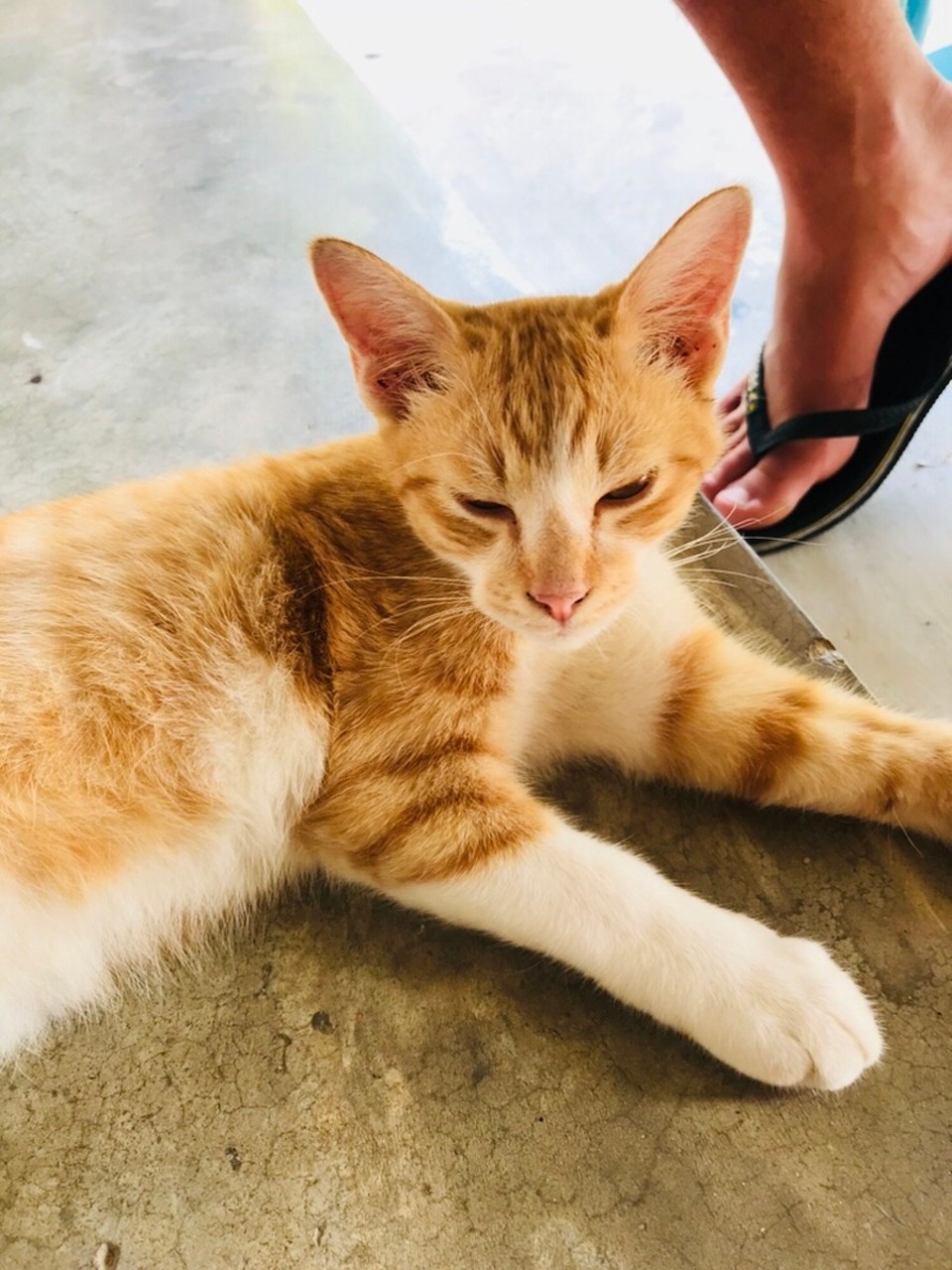 Malaysia - Langkawi - 🐱🐱