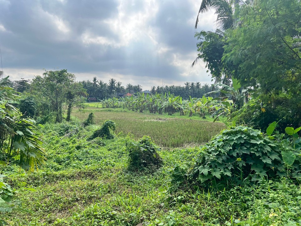 Indonesien - Gianyar - 