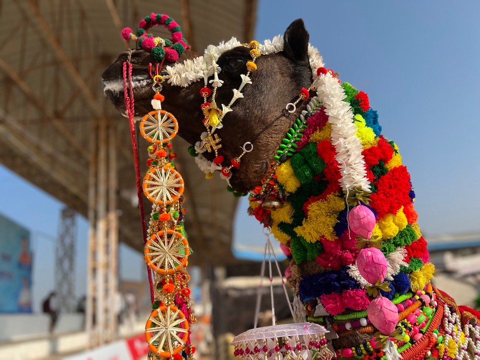 Indien - Pushkar - 