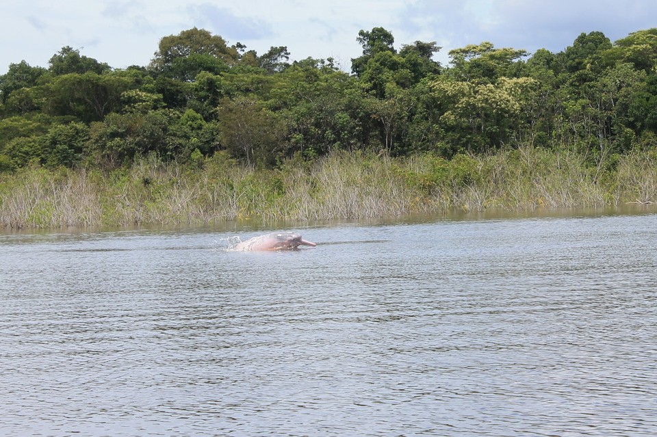 unbekannt - Rio Javari - Rosa Delfin