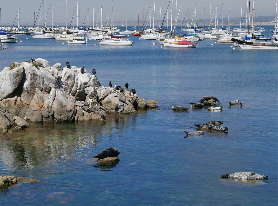 USA - Monterey - Seelöwen in Monterey