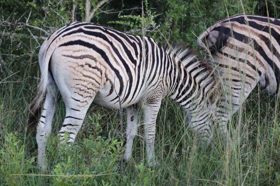 Südafrika - Richards Bay - 