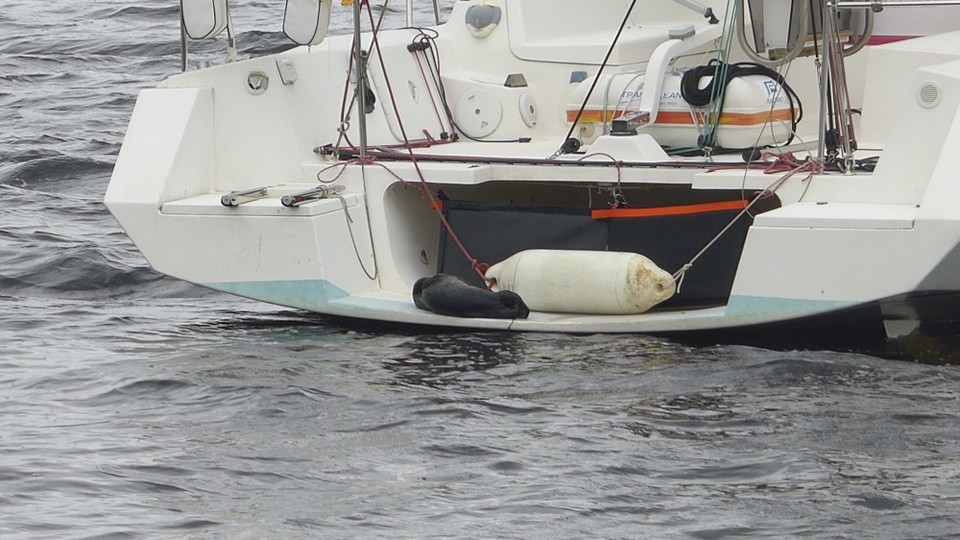 Ireland - Glengarriff - I contacted Ireland Seal Rescue who said Rhapsody had already phoned, and one of their volunteers was on the way.  Pascale and Henri weren’t on board, but when they returned, they were able to step around the seal without disturbing it.