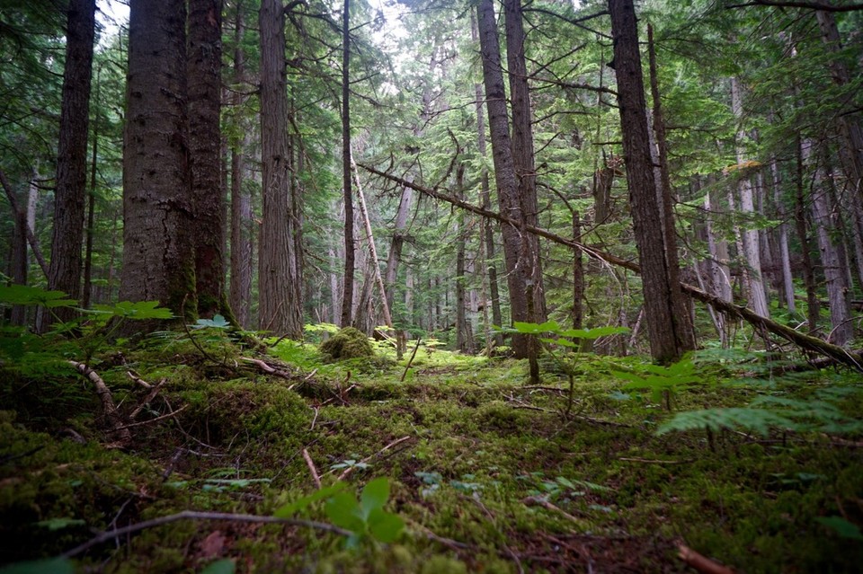 Kanada - Valemount - 