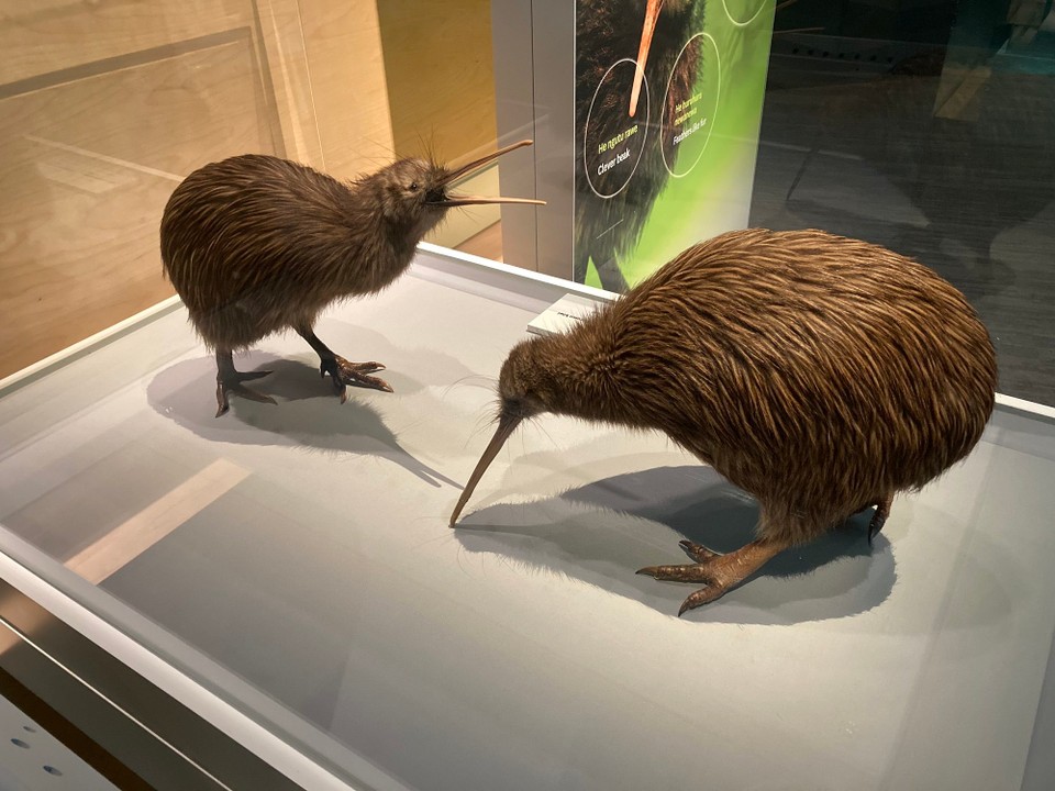 Neuseeland - Wellington - Endlich mal ein Kiwi der sich auch fotografieren lässt 🤓