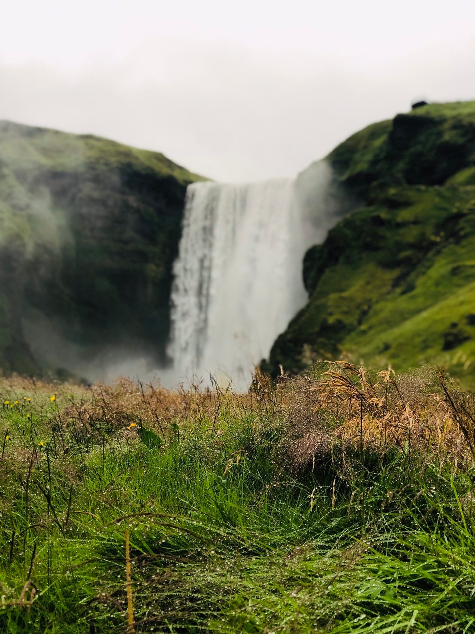 Island - Rangárþing eystra - So noch näher dran… und ein hübsches Grassbüschel im Vordergrund, welches geschickt die ganzen Besucher verdeckt, die direkt unterhalb vom Wasserfall stehen… da gehe ich jetzt aber auch mal hin…🤪