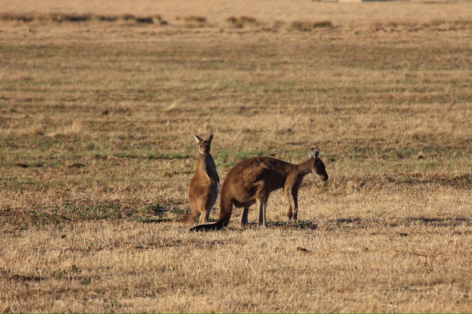 Australien - William Bay - Nach einem Abendessen in Denmark ging es zurück nach Albany. Auf dem Rückweg haben wir dann noch ganz viele Kängurus auf den Feldern neben der Straße gesehen.
