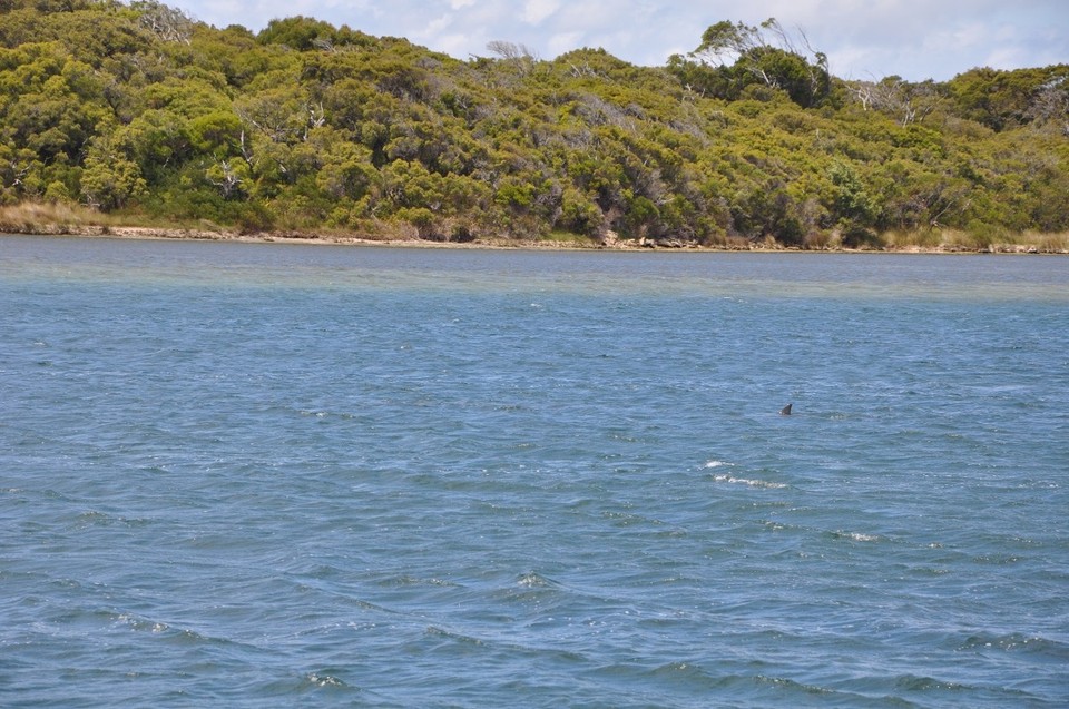 Australien - Gnarabup - Delfine, Delfine