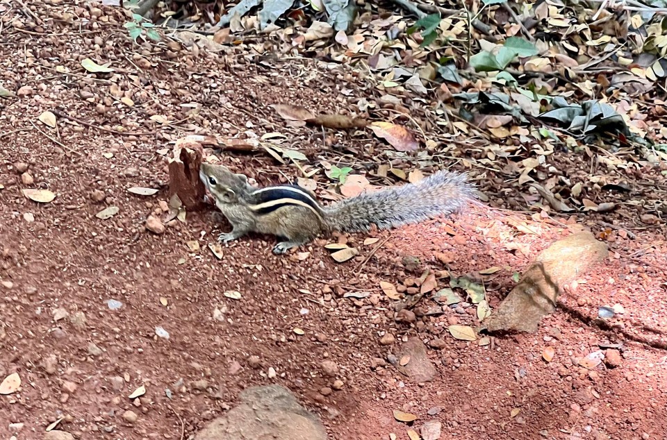 Sri Lanka -  - 