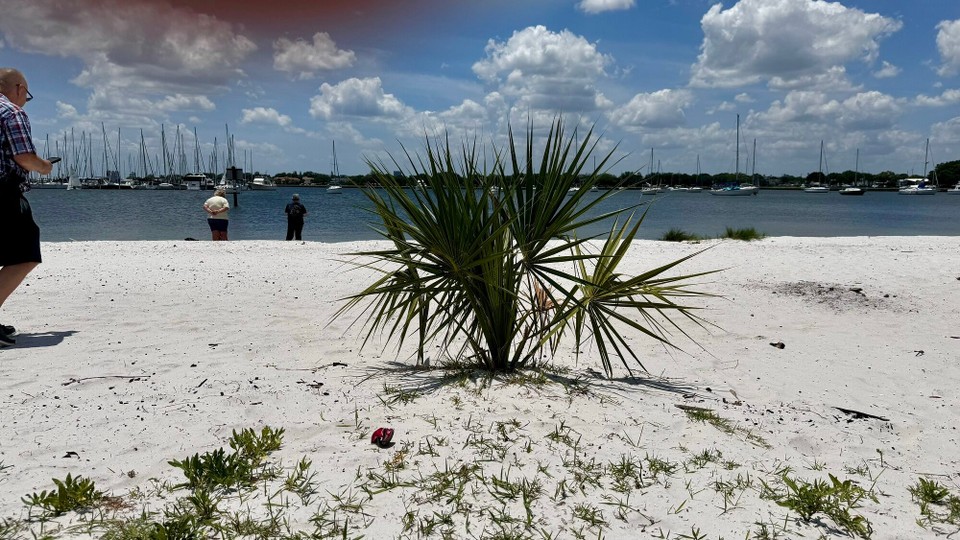 Vereinigte Staaten - Tampa - Strandpalme 