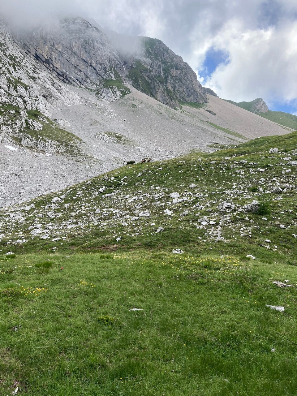 Italien - Alleghe - Gämsen am Wegesrand beim Abstieg 
