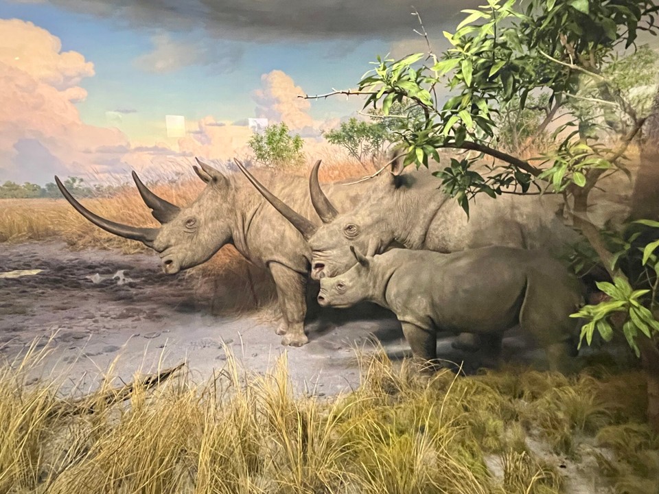 Vereinigte Staaten - New York - breitmaul Nashorn Afrika