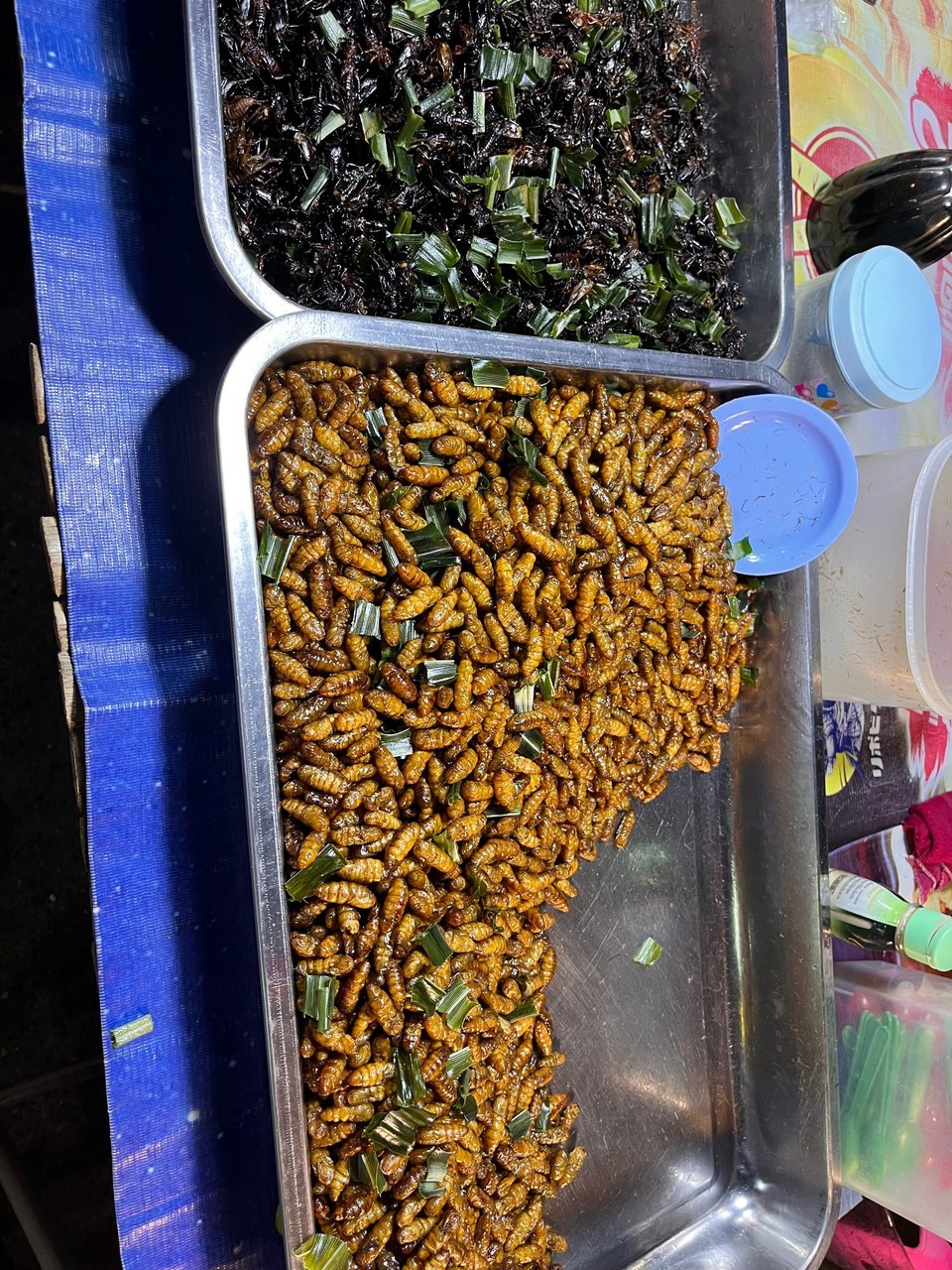Thailand - Ayutthaya - Insekten