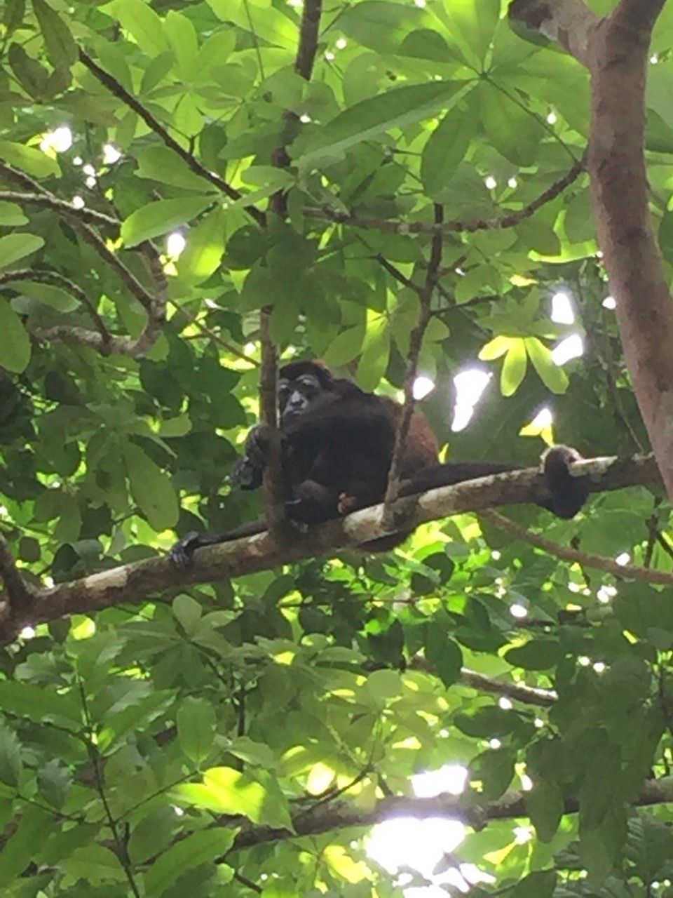 Costa Rica - Pococí - 
